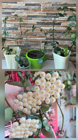 Укоренённые черенки хойи Лакуноза эскимо - Комнатные растения в Сургут