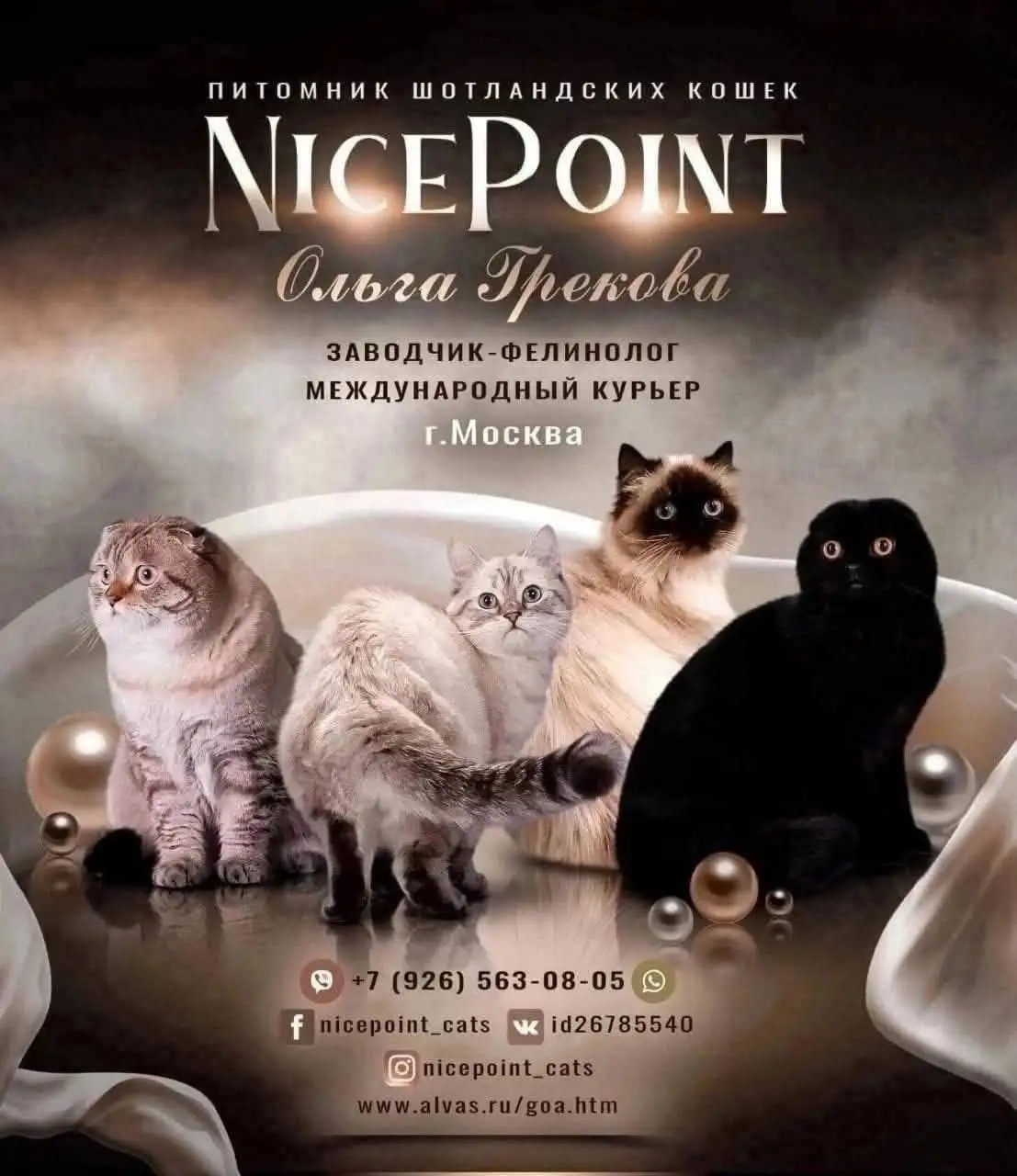 Шотландские кошки от питомника Nicepoint - Кошки (Животные) в Сургут