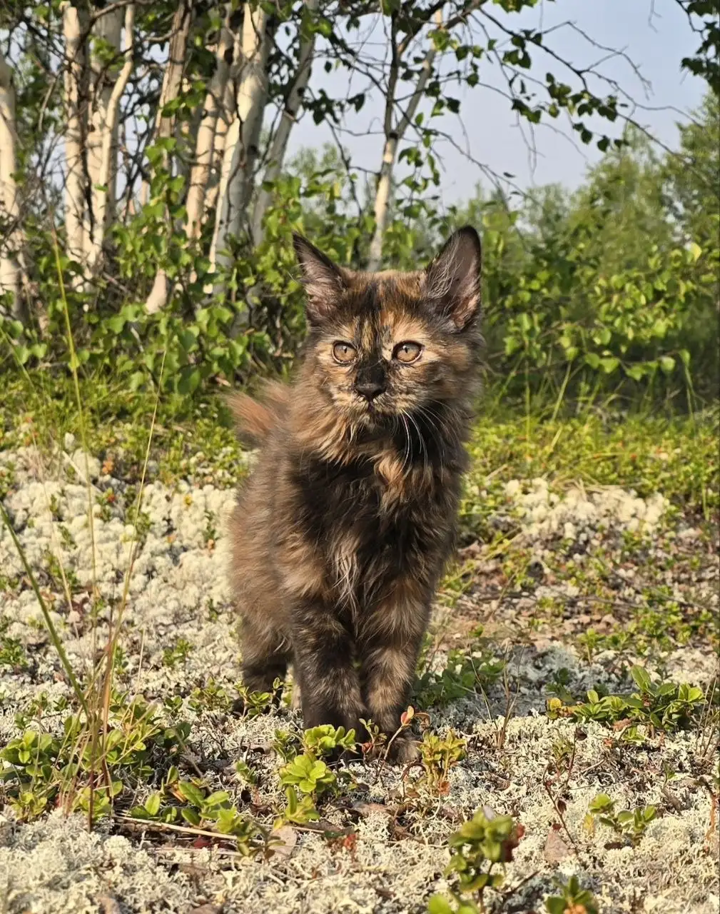 Котята Курильский бобтейл от питомника Tender Stories - Кошки (Животные) в Неизвестно