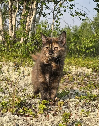 Котята Курильский бобтейл от питомника Tender Stories - Кошки в Неизвестно