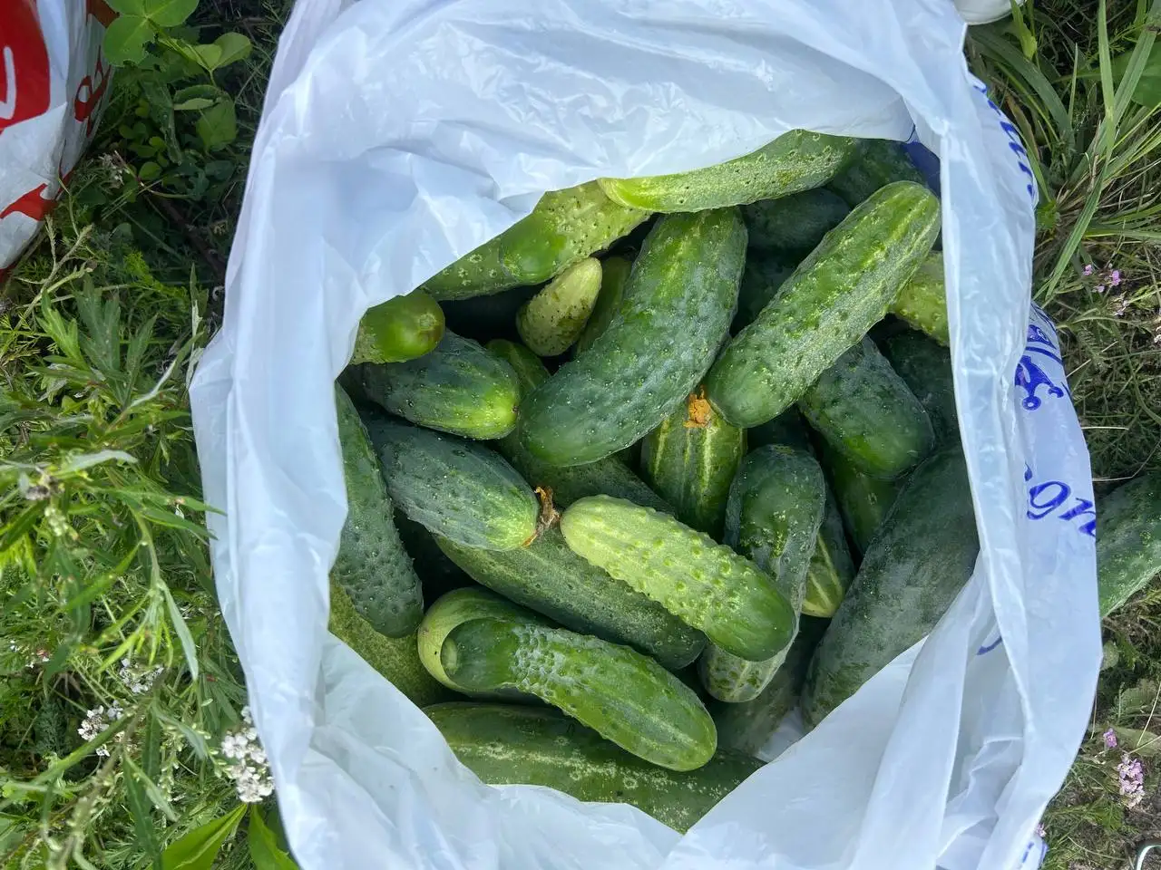 Продажа дачных букетиков, ирги и огурцов - Барахолка в Сургут
