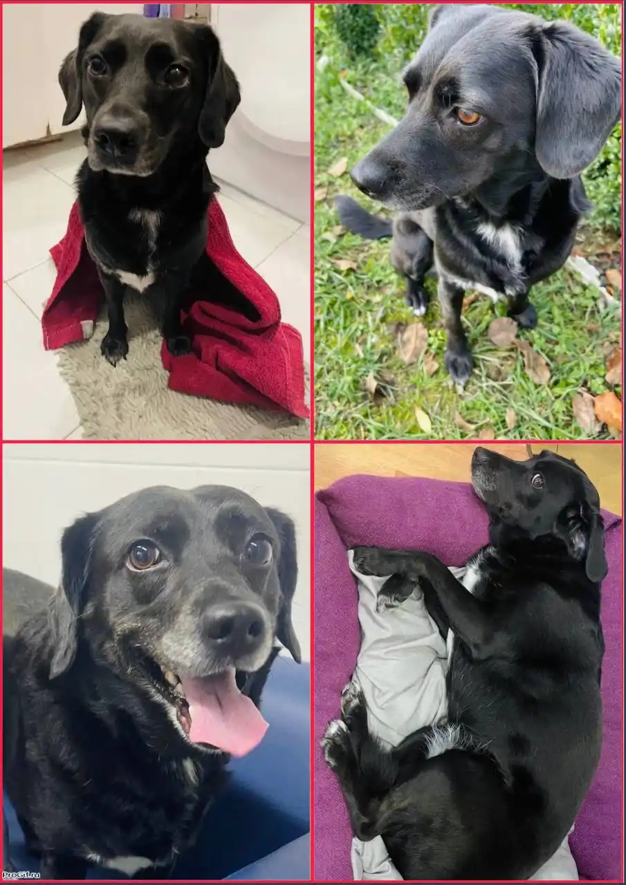 Пропала собака Олли