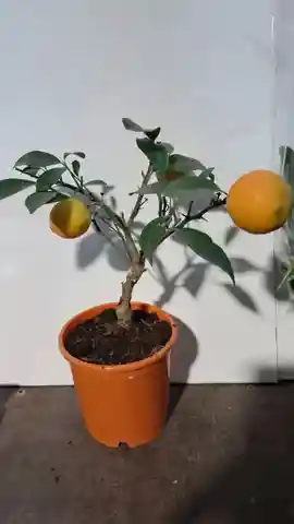 Цитрофортунелла - компактное вечнозелёное растение - Для дома и дачи в Краснодар