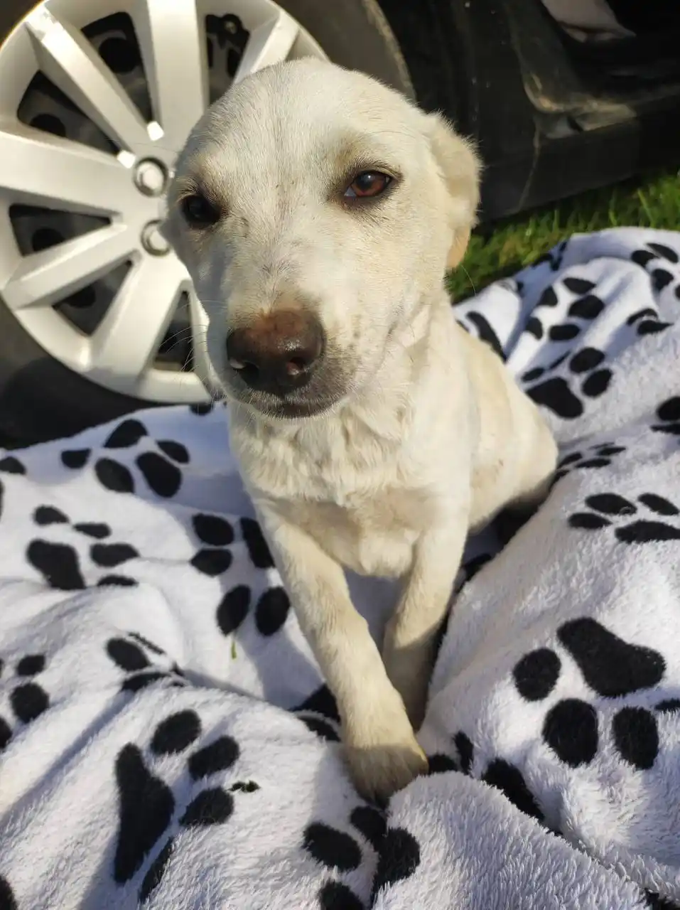 Щенок девочка в добрые руки