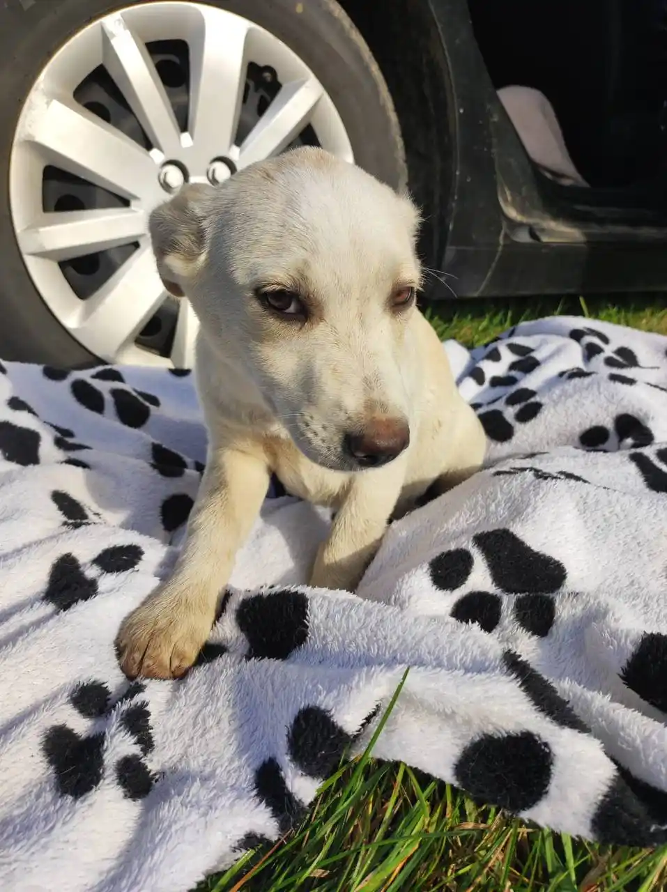 Щенок девочка в добрые руки