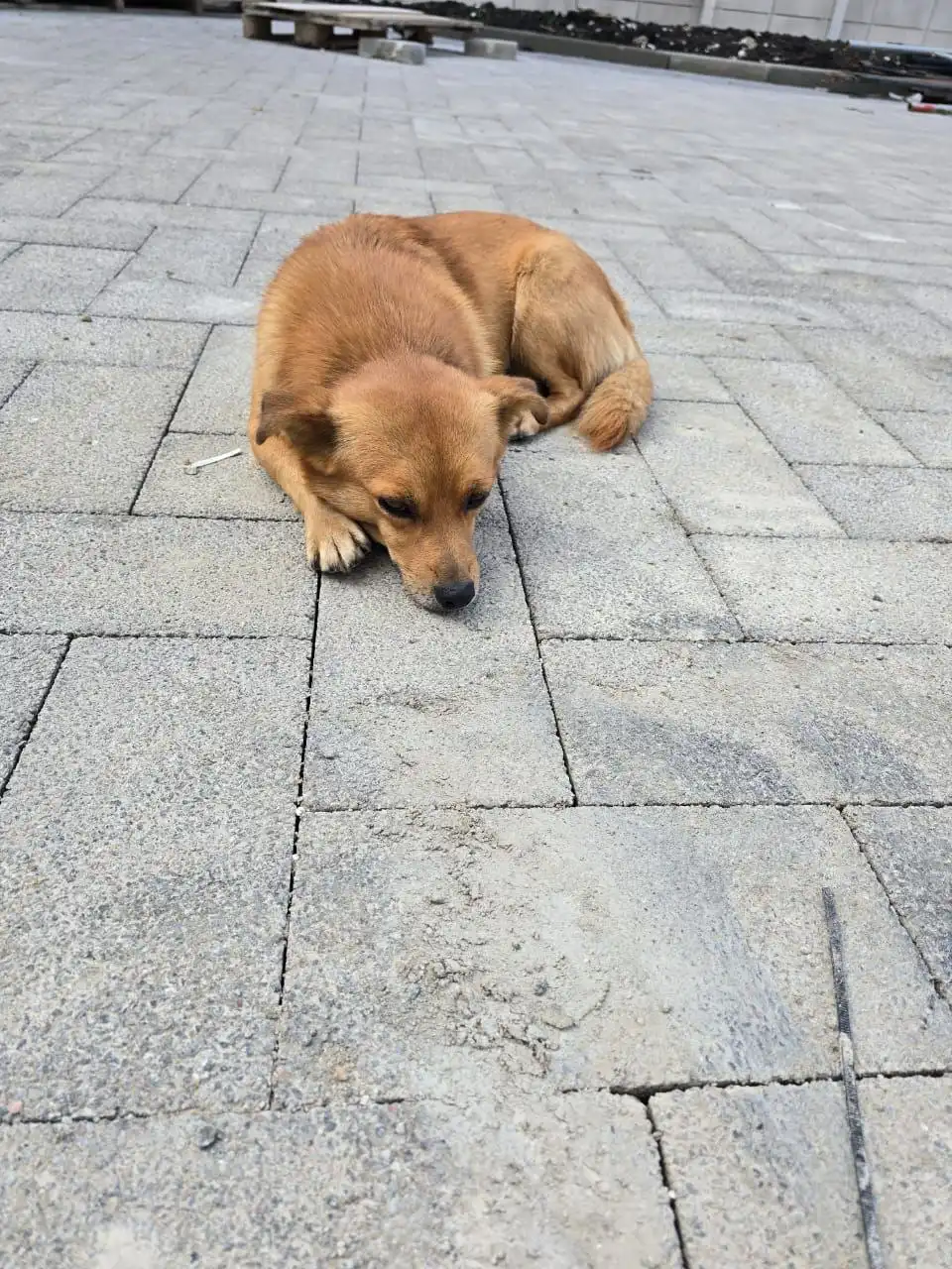 Пропала собака в Краснодаре