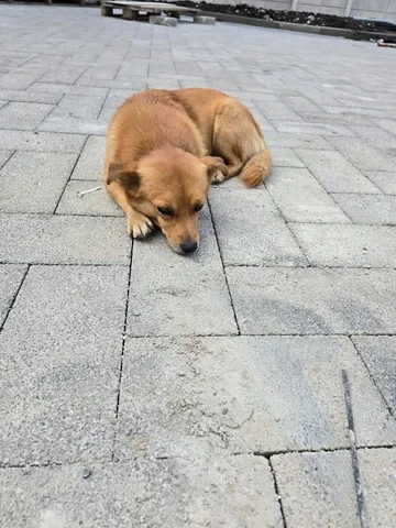 Пропала собака в Краснодаре - Животные в Краснодар