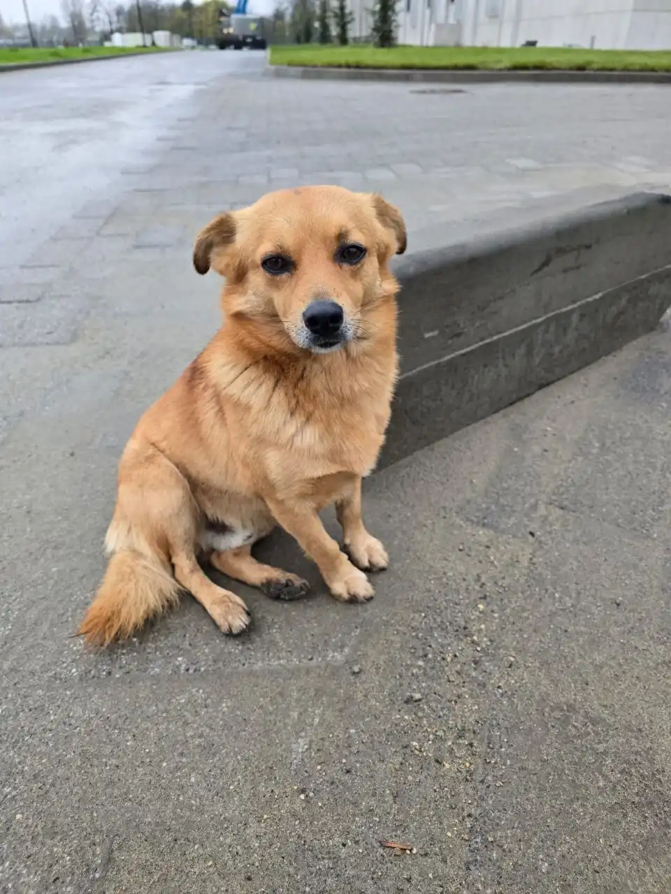 Пропала собака в Краснодаре