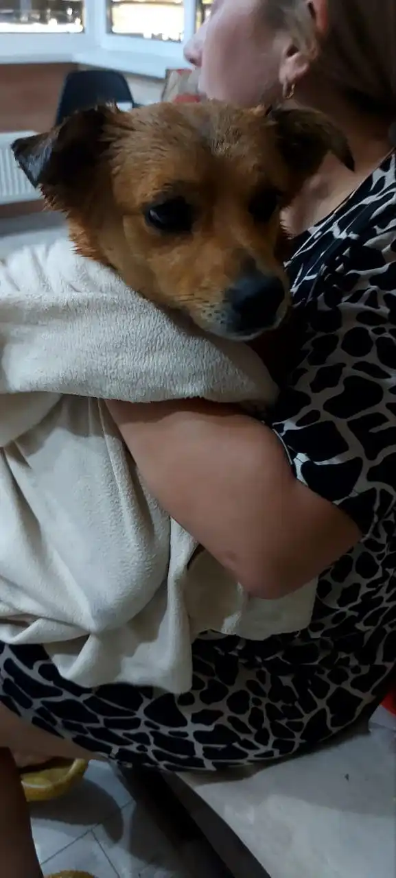 Пропала собака в Краснодаре