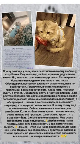 Помощь в лечении кота - Животные в Краснодар