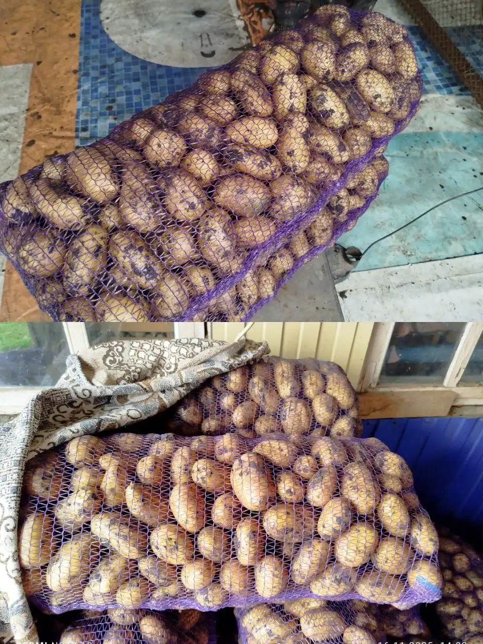 Продам молодой картофель Королева Анна