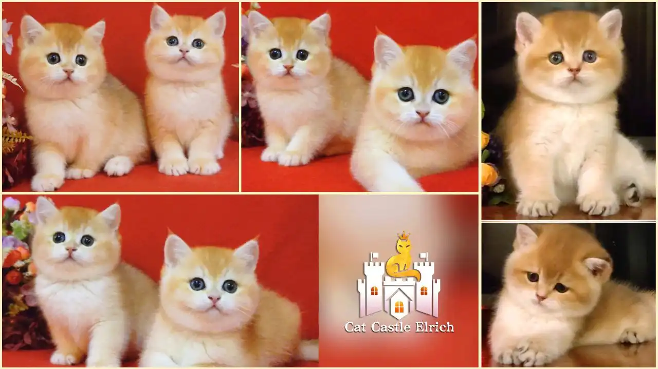 Плюшевые котята британская шиншилла