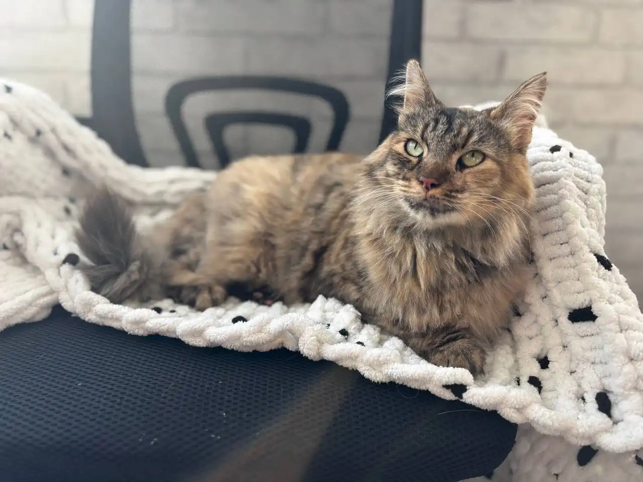 Зеленоглазая кошка Кити