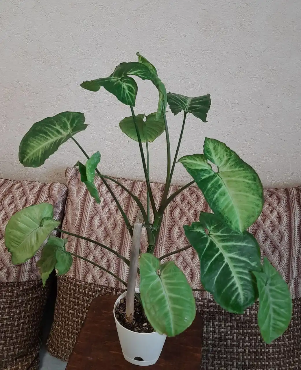 Продажа филодендрона и сингониума