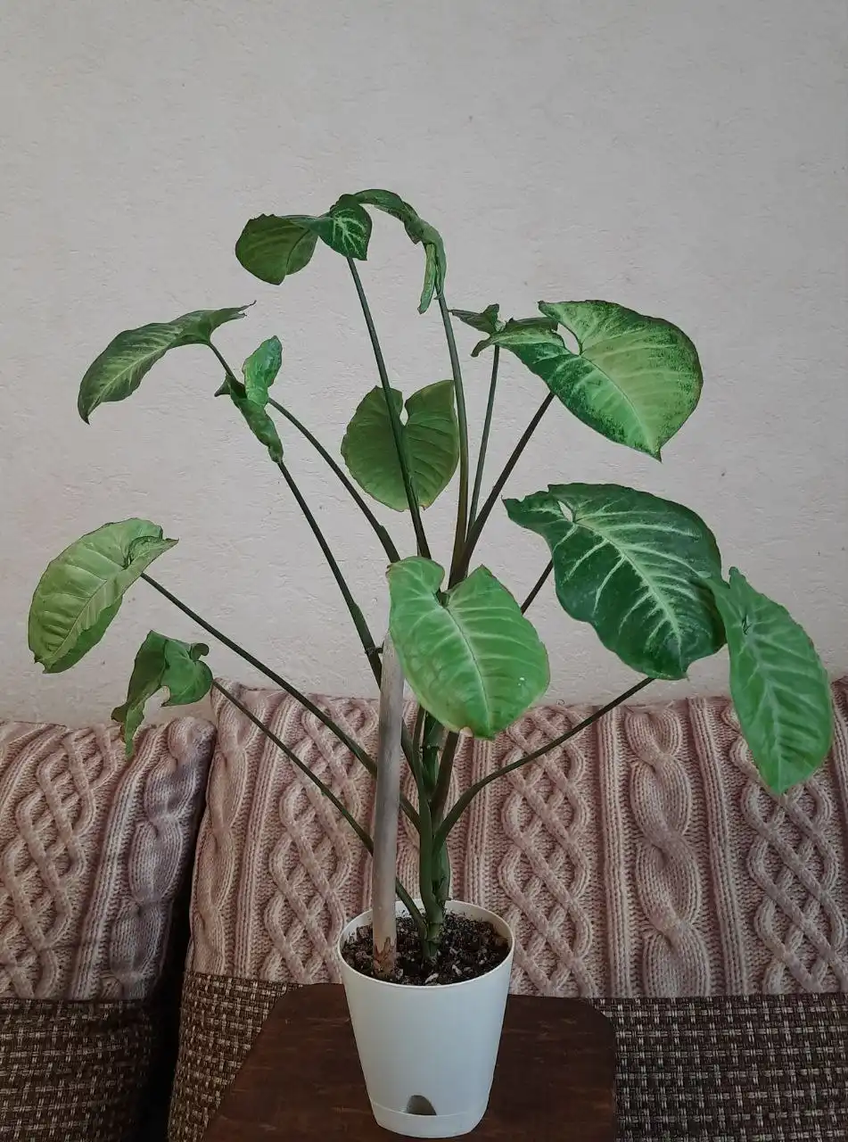 Продажа филодендрона и сингониума