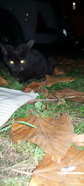 Мальчик стмпотяшка в Краснодаре - Животные в Краснодар