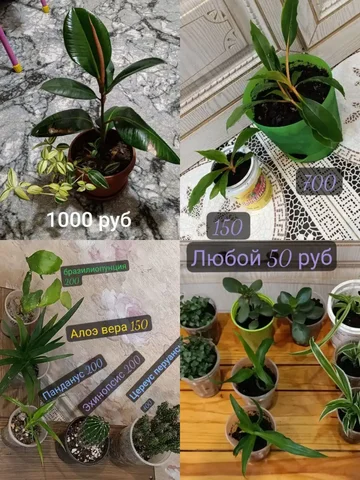 Продажа цветов - Хобби и отдых в Динская