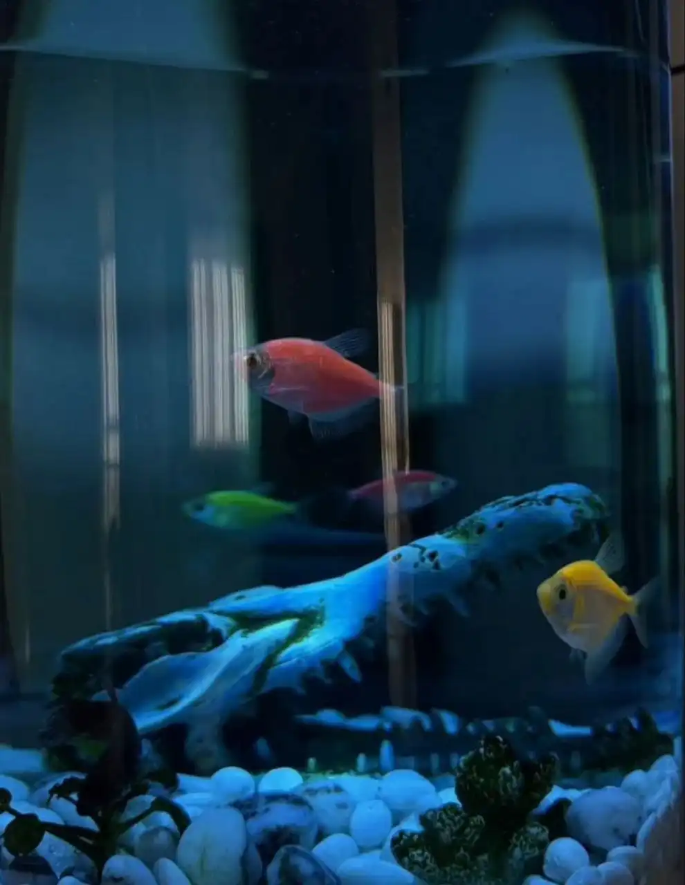 Продам аквариум из цельного стекла 3.5 мм