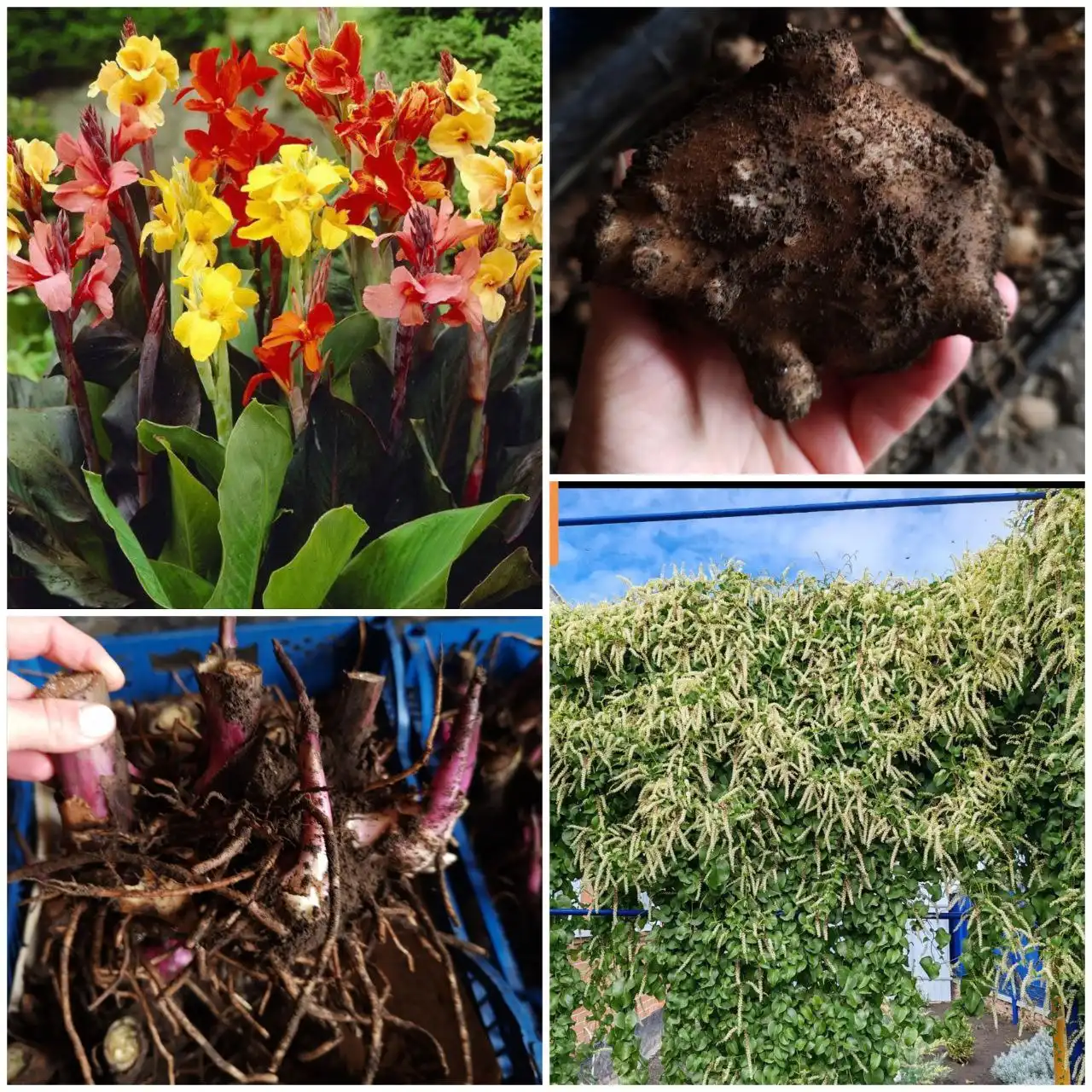 Продажа экзотических растений и лиан в Краснодаре