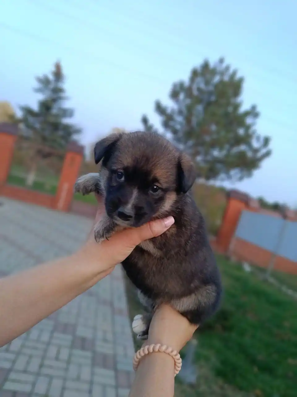 Щенок Лайки и помеси Питбуля в добрые руки