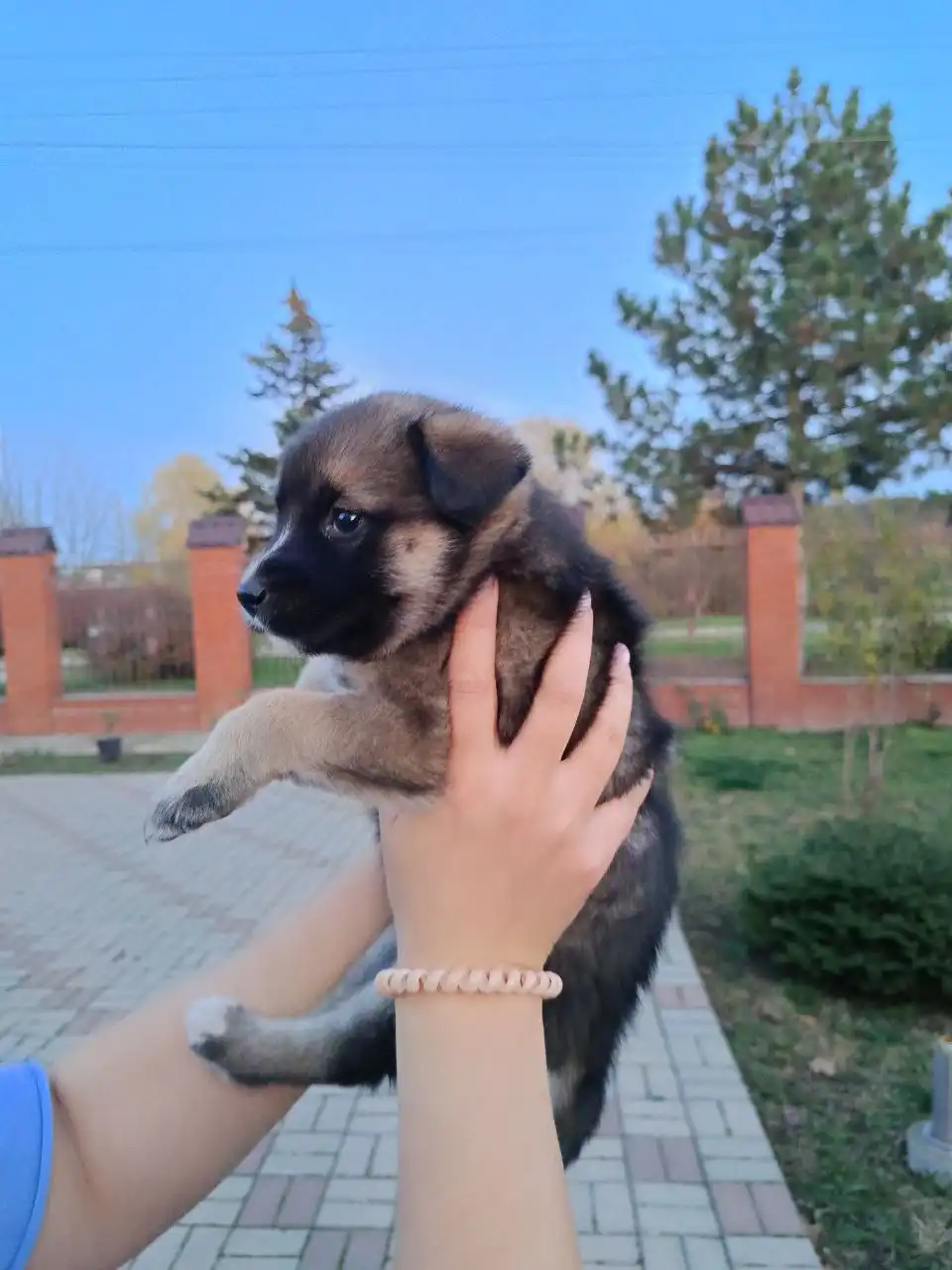 Щенок Лайки и помеси Питбуля в добрые руки