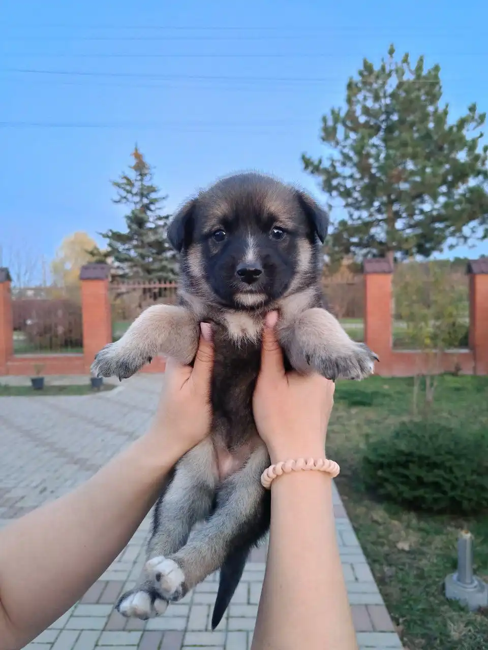 Щенок Лайки и помеси Питбуля в добрые руки