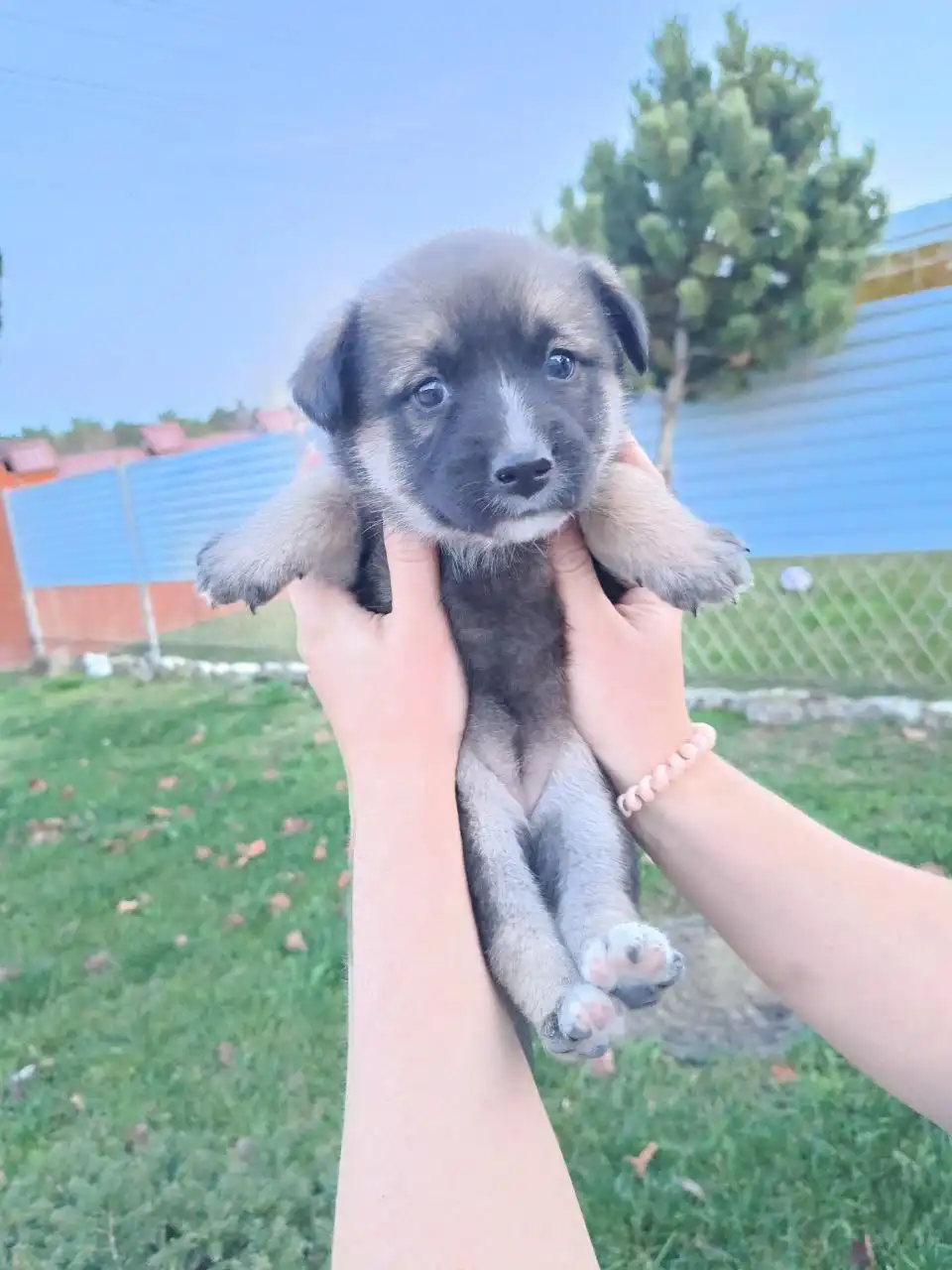 Щенок Лайки и помеси Питбуля в добрые руки