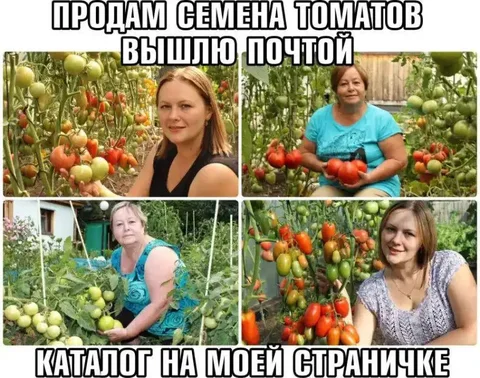 Семена томатов и перцев от коллекционеров - Хобби и отдых в Краснодар