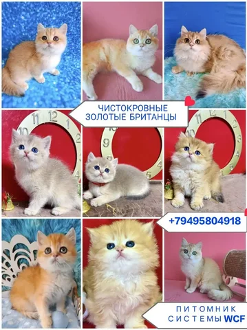 Чистокровные британские котята с документами WCF - Животные в Краснодар