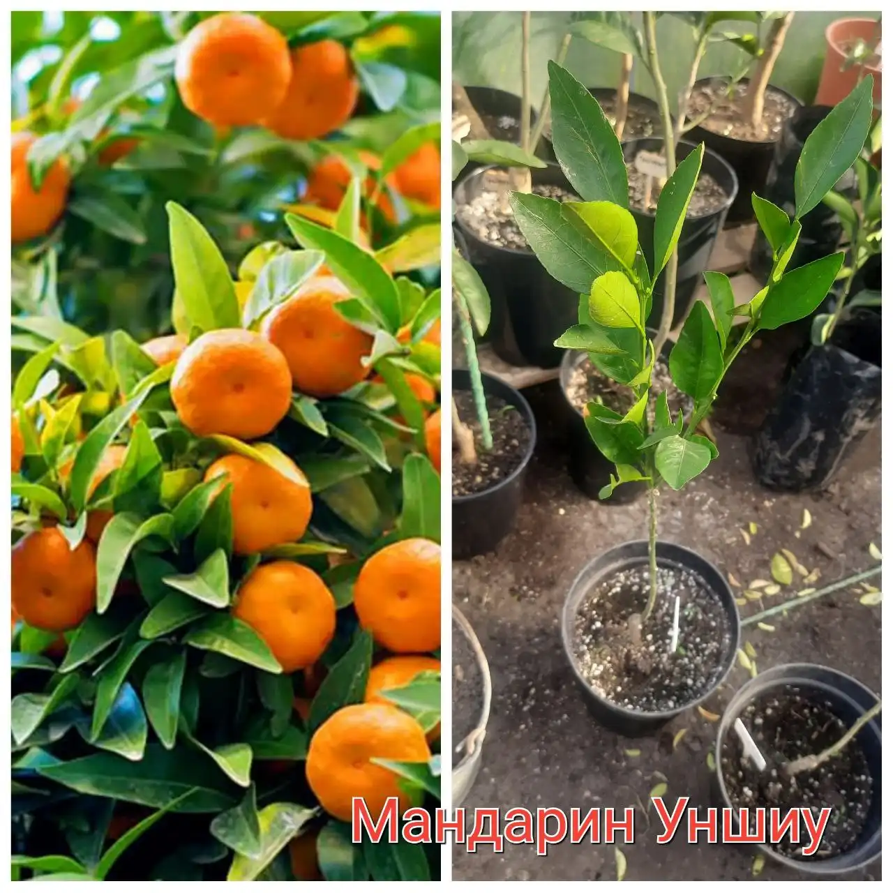 Продажа цитрусовых деревьев