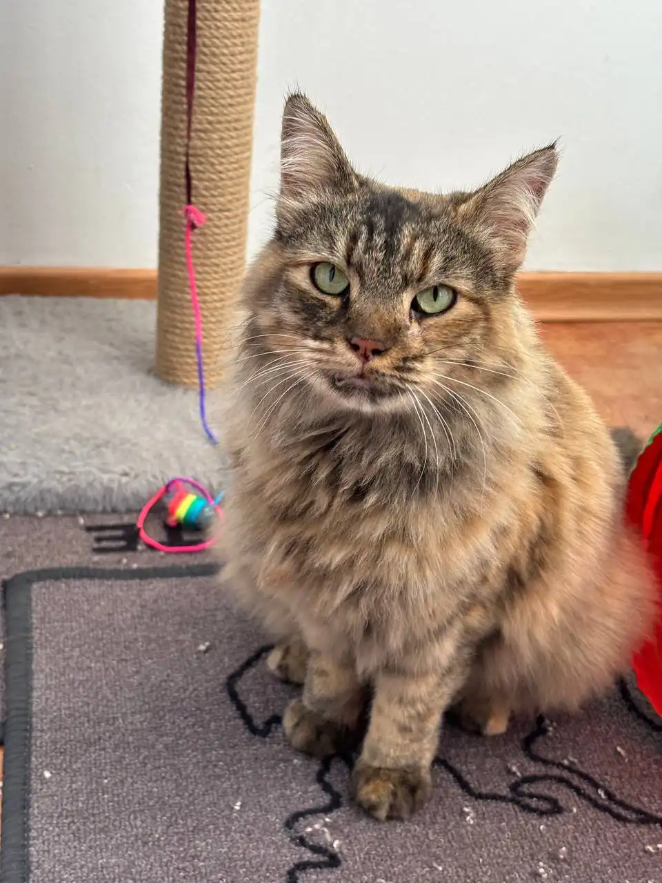 Кошка с зелеными глазами Кити