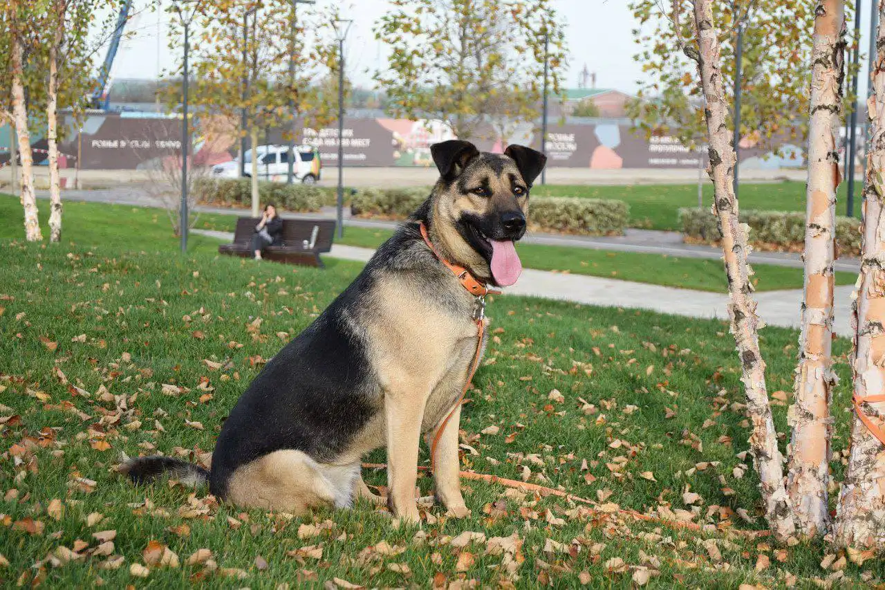 Пристройство стерилизованной собаки Альмы в Краснодаре