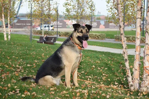 Пристройство стерилизованной собаки Альмы в Краснодаре - Животные в Краснодар