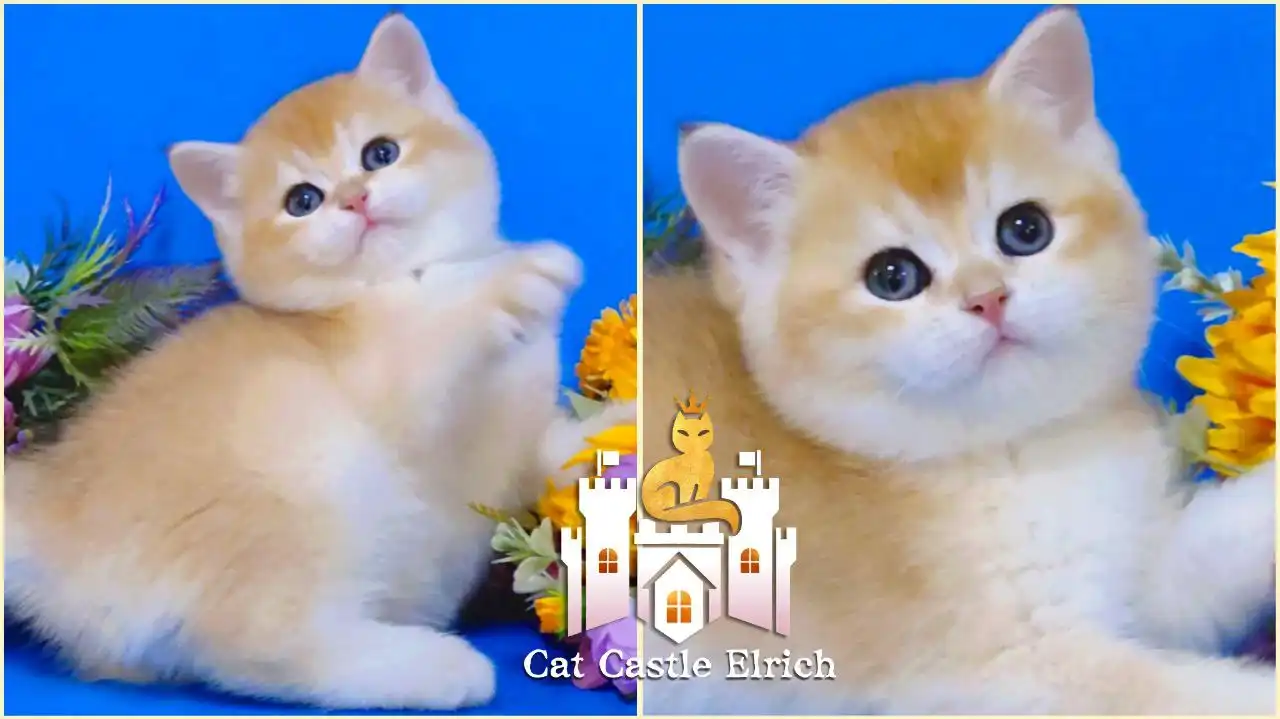 Плюшевый котенок британская шиншилла золотая к Новому году