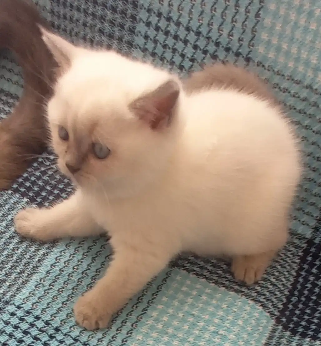 Продажа котёнка шотландской прямоухой