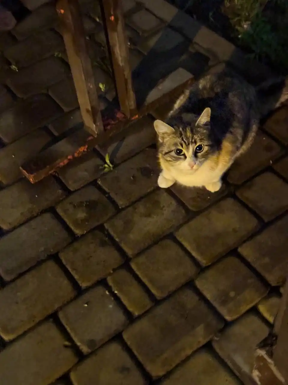 Найдена трехцветная кошка в ЖК Южный парк Краснодар