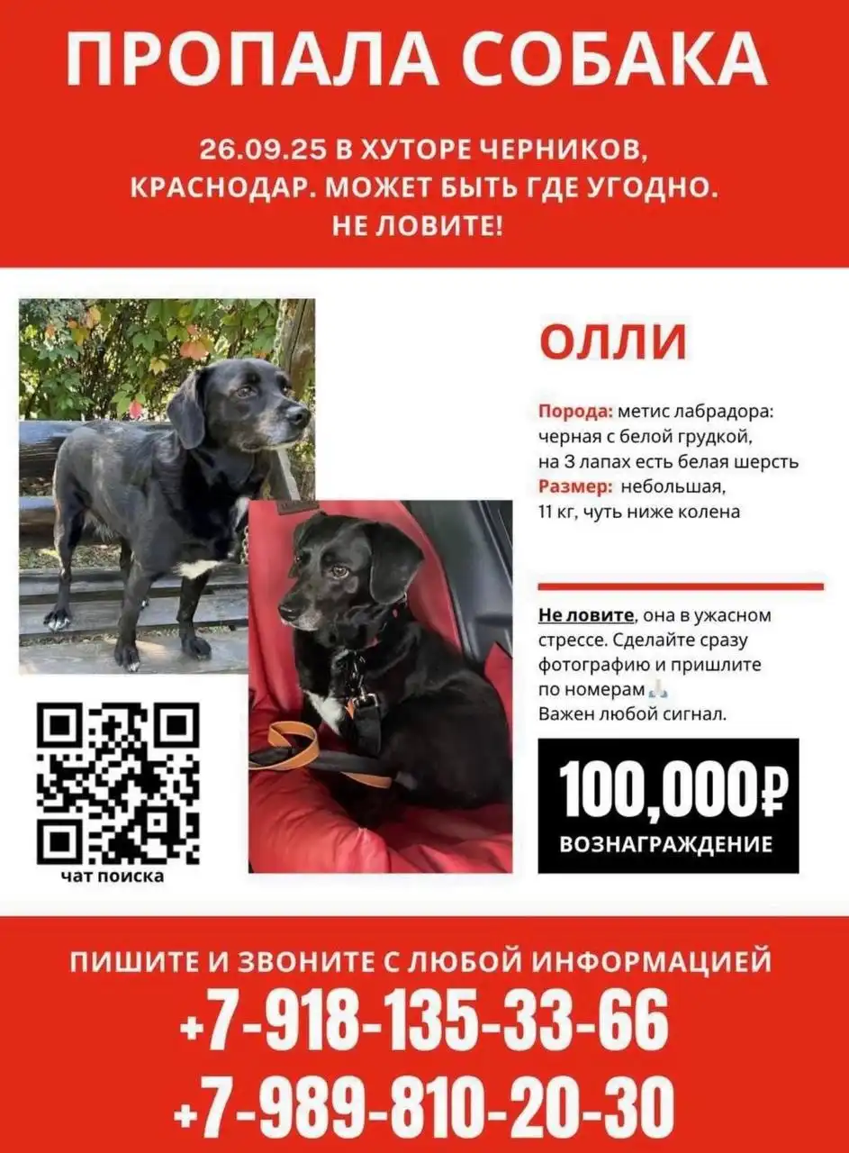 Поиск пропавшей собачки Олли - Животные в Краснодар