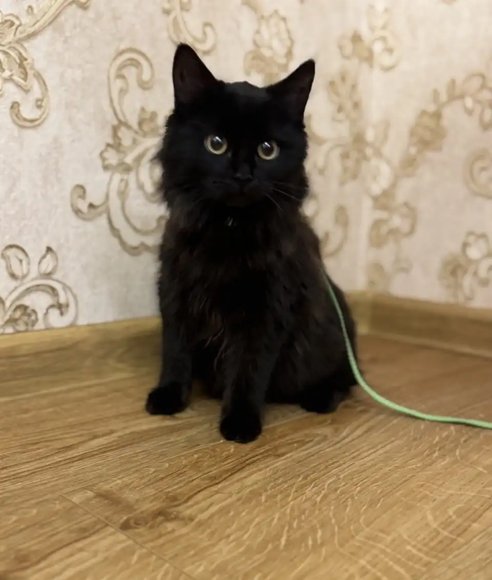 Ищут дом котята (2 брата и сестричка черная)