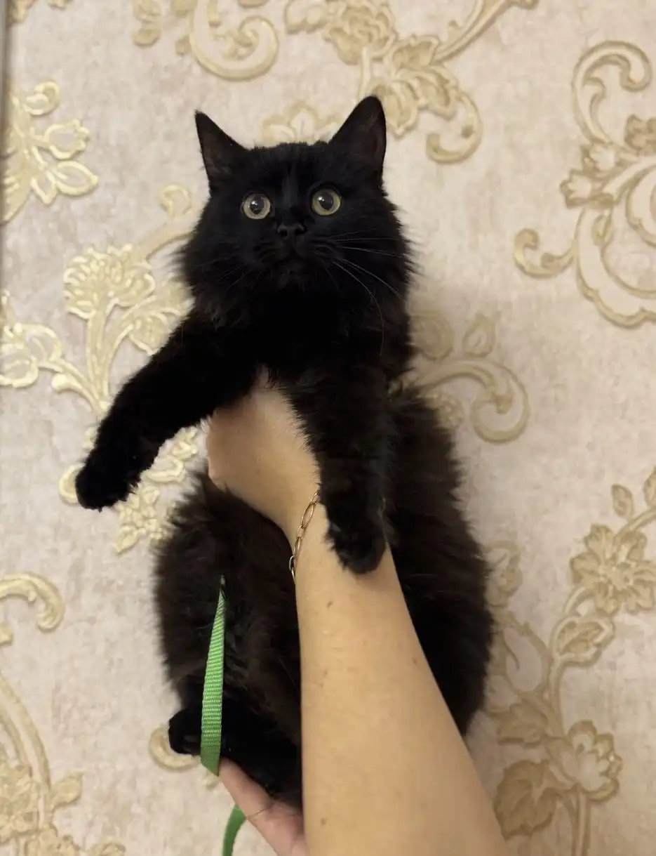 Ищут дом котята (2 брата и сестричка черная)