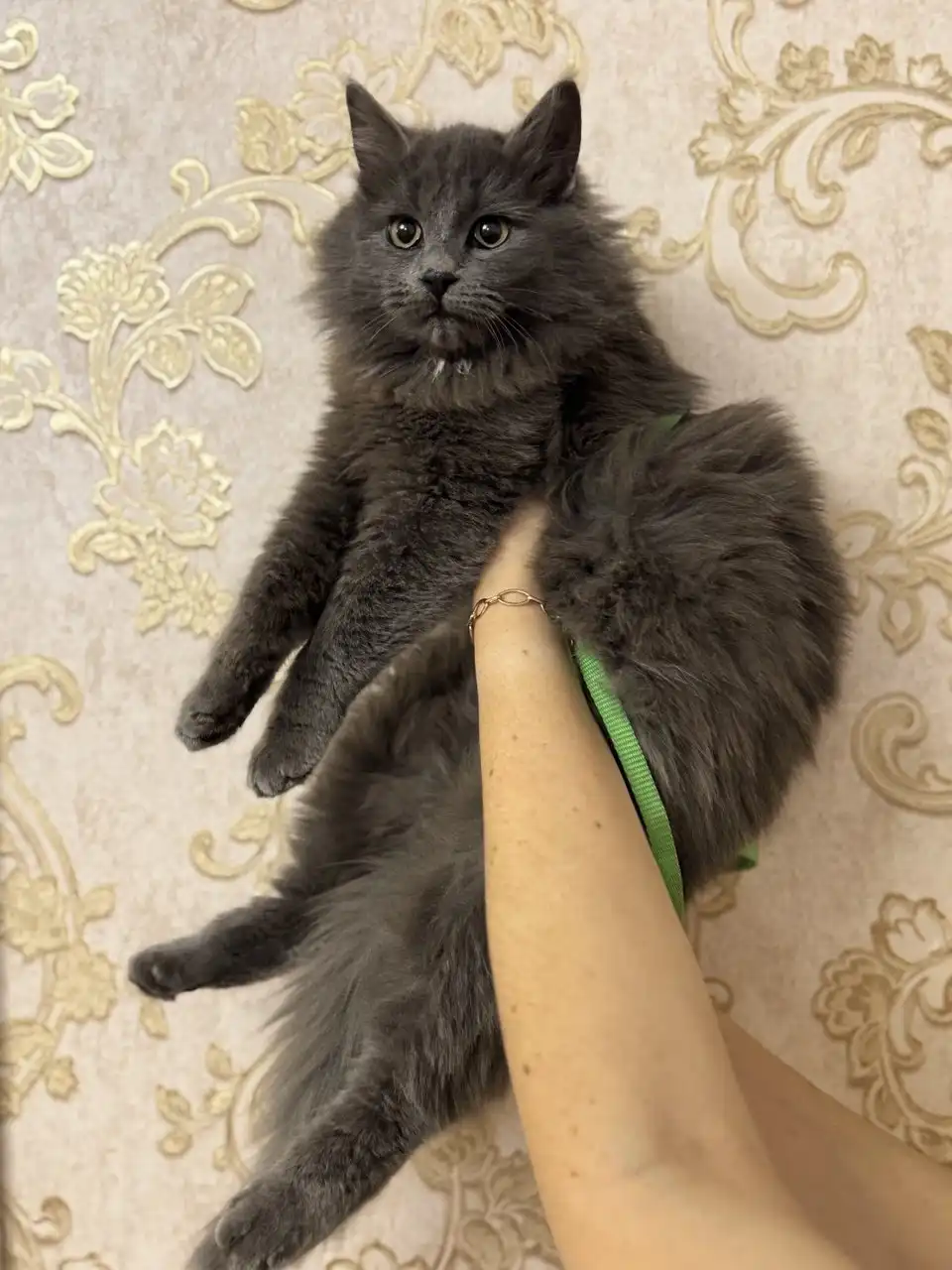 Ищут дом котята (2 брата и сестричка черная)