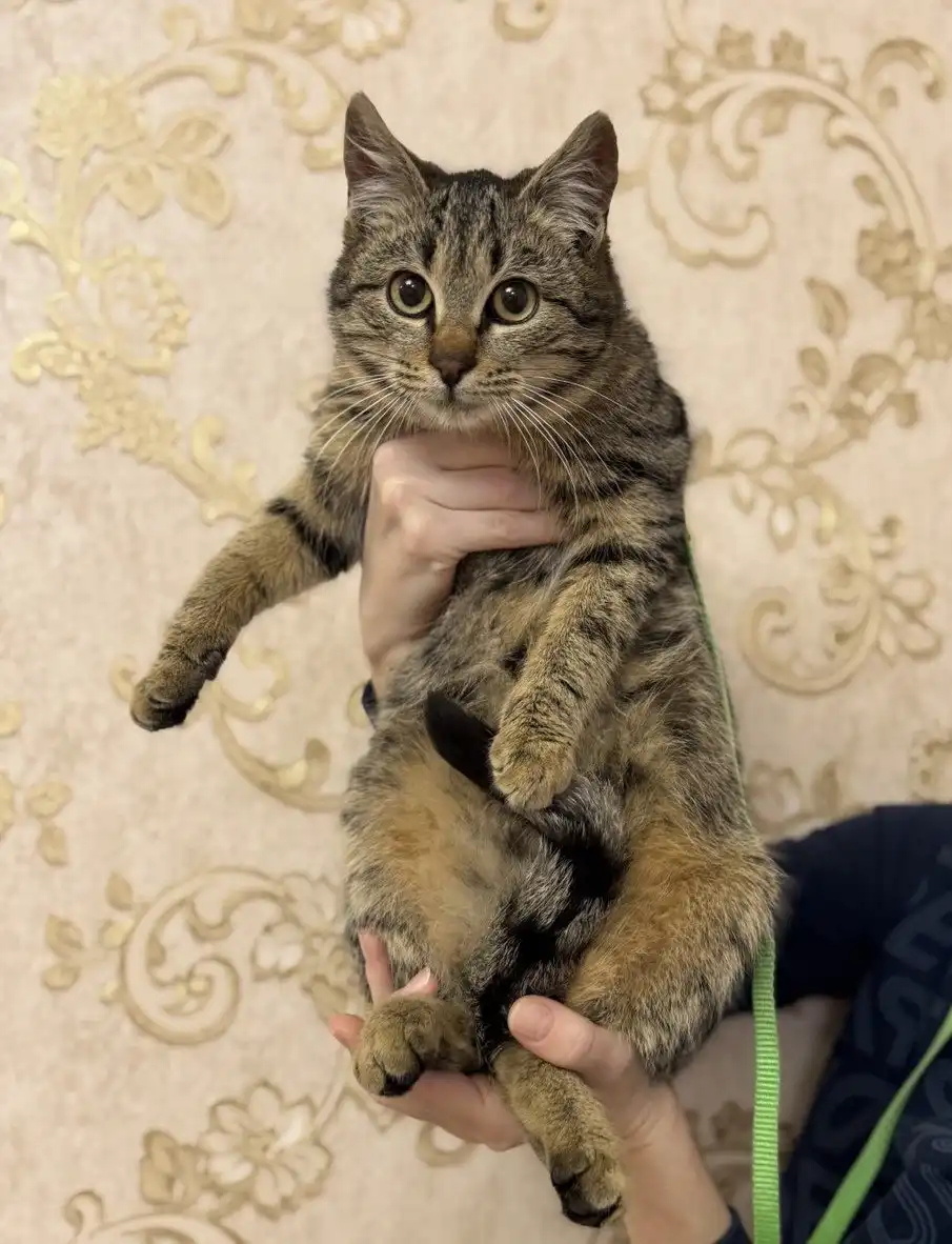 Ищут дом котята (2 брата и сестричка черная)