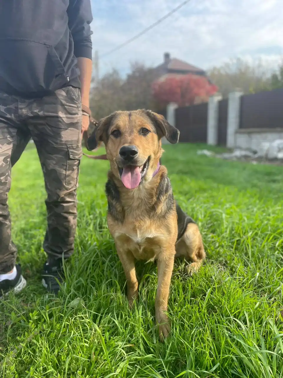 Пёс Тема ищет дом в Краснодарском крае и Адыгее