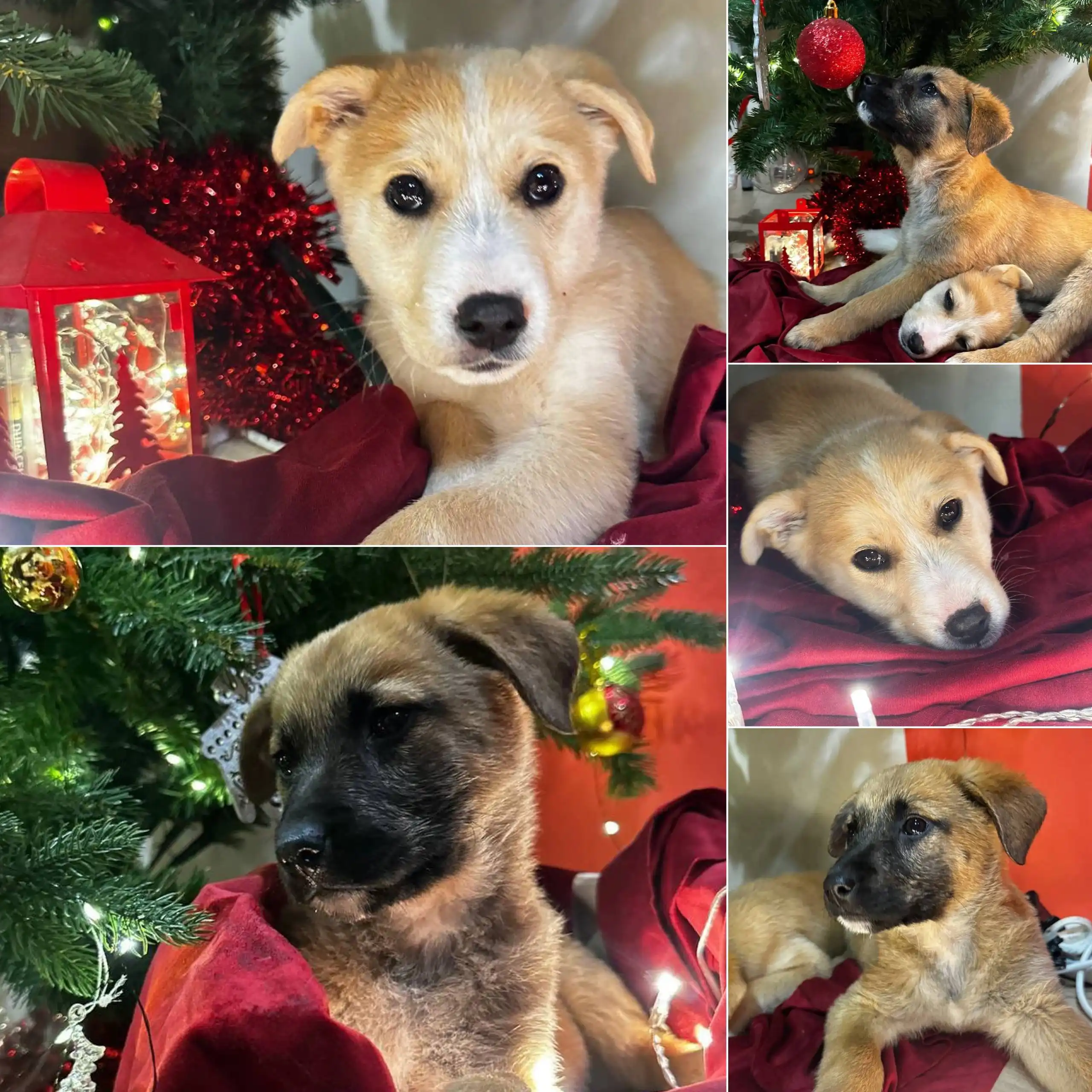 Щенки девочки ищут дом