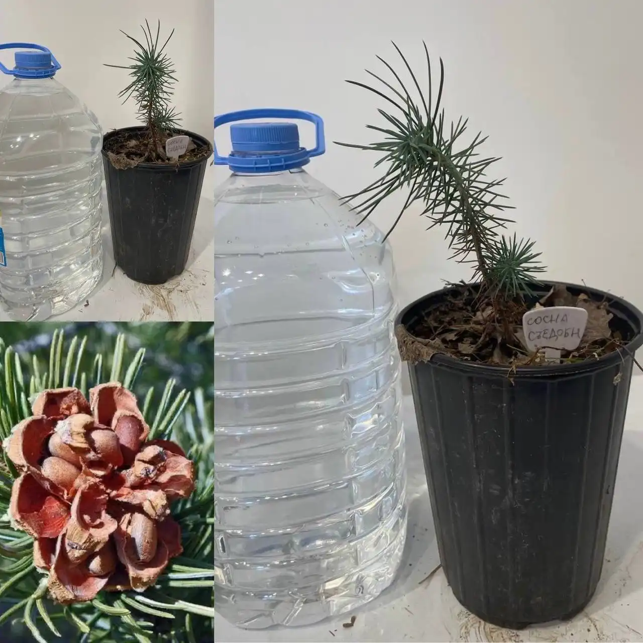 Саженцы съедобной сосны в Краснодаре