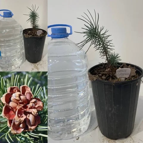 Саженцы съедобной сосны в Краснодаре - Хобби и отдых в Краснодар