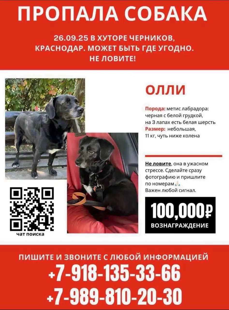 Поиск собачки Олли с вознаграждением