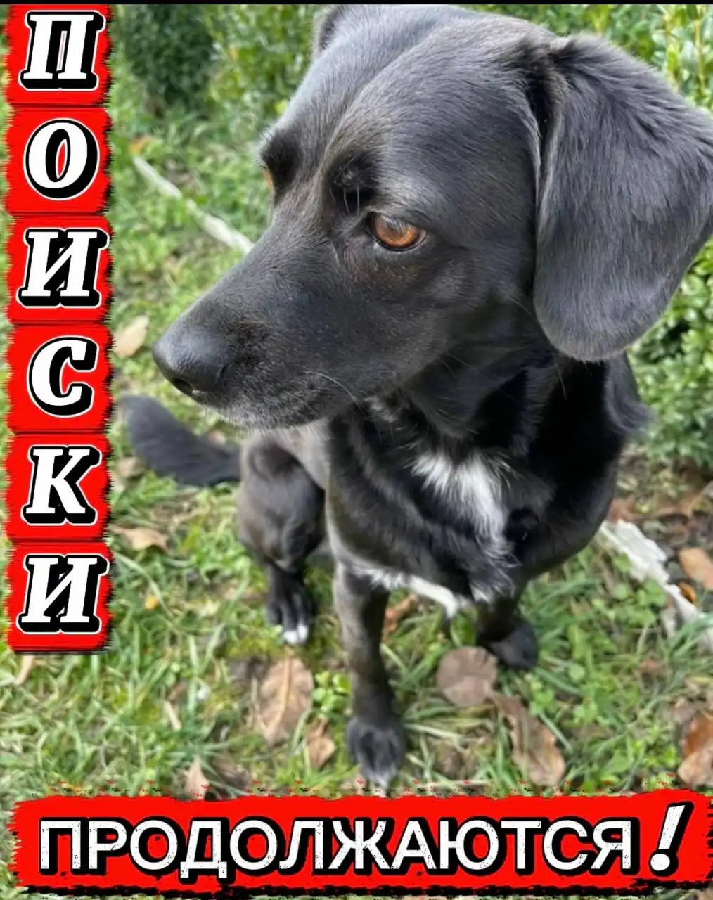 Поиск собачки Олли с вознаграждением