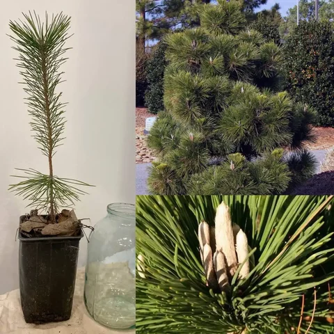 Саженец сосны Тунберга (японской) 35-50 см - Подарки в Краснодар