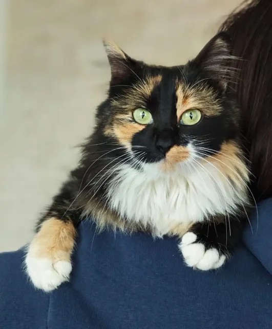 Кошка Ксюша ищет дом в Краснодаре - Животные в Краснодар