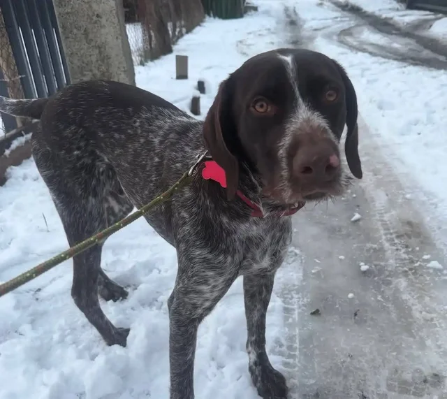 Ищу семью для ласкового годовалого мальчика породы охотничья собака в Краснодаре - Животные в Краснодар